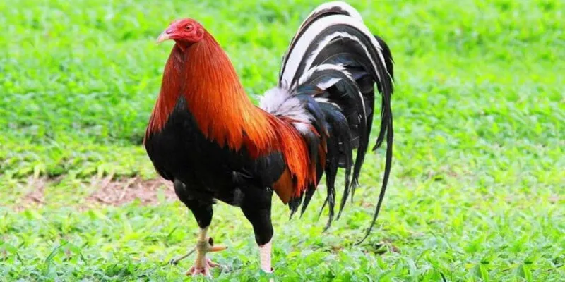 Gà Kelso thuộc giống gà lai có bộ kỹ năng mạnh bậc nhất