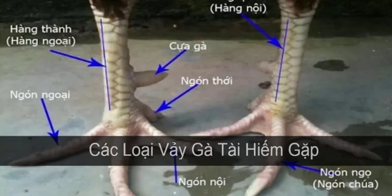 Phương pháp nhận diện vảy tốt và vảy xấu chuẩn chuyên gia