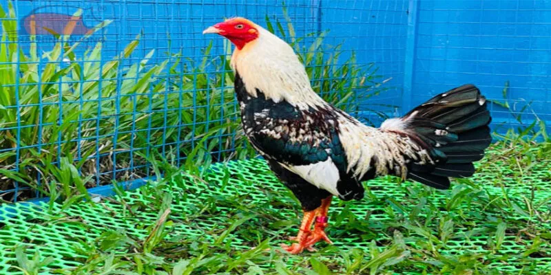 Các giống gà đá trên thế giới: Đa dạng, độc đáo và đầy sức mạnh
